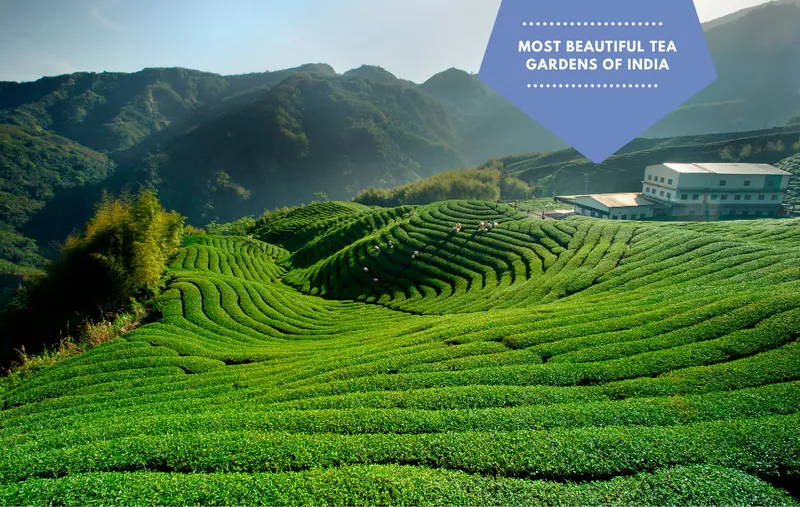 Image Darjeeling - Himalayan Hills and Tea image beautiful image beautiful image beautiful - Most Beautiful tea Gardens of India – Karma Kettle Teas