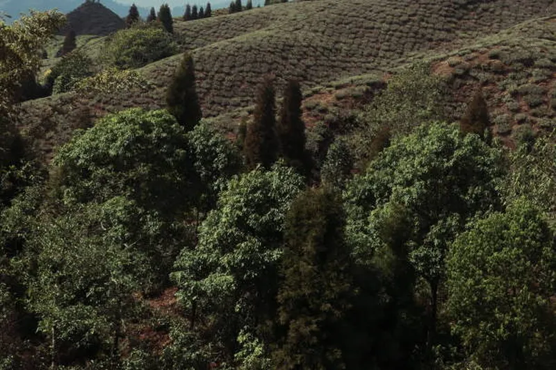 Image Darjeeling - Himalayan Hills and Tea image beautiful image beautiful image beautiful image beautiful - 2,000+ Tea Garden With Trees Stock Photos, Pictures & Royalty-Free ...