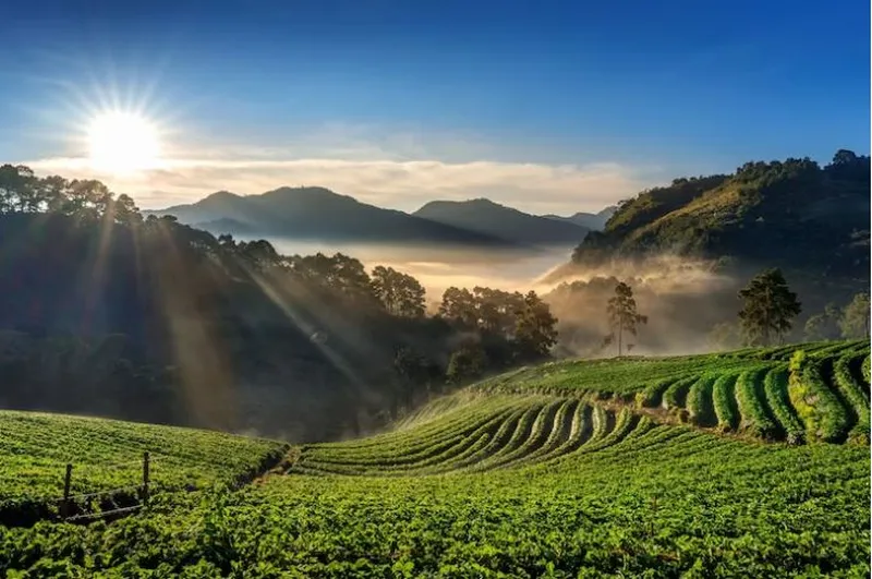 Image Darjeeling - Himalayan Hills and Tea image beautiful image beautiful image beautiful image beautiful image beautiful - WHAT IS SPECIAL ABOUT TEA FROM DARJEELING? – Mayukh