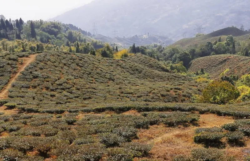 Image Darjeeling - Himalayan Hills and Tea image beautiful image beautiful image beautiful image beautiful image beautiful image beautiful image beautiful image beautiful - 30+ Darjeeling Tea Estate Stock Photos, Pictures & Royalty-Free ...