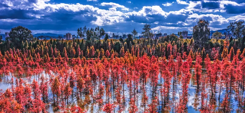 Image Dawn image beautiful image beautiful - 11 beautiful dawn redwood forests in China | govt.chinadaily.com.cn