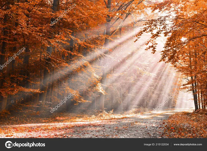 Image Dawn image beautiful image beautiful - Beautiful Dawn Yellow Autumn Forest — Stock Photo © kwasny222 ...