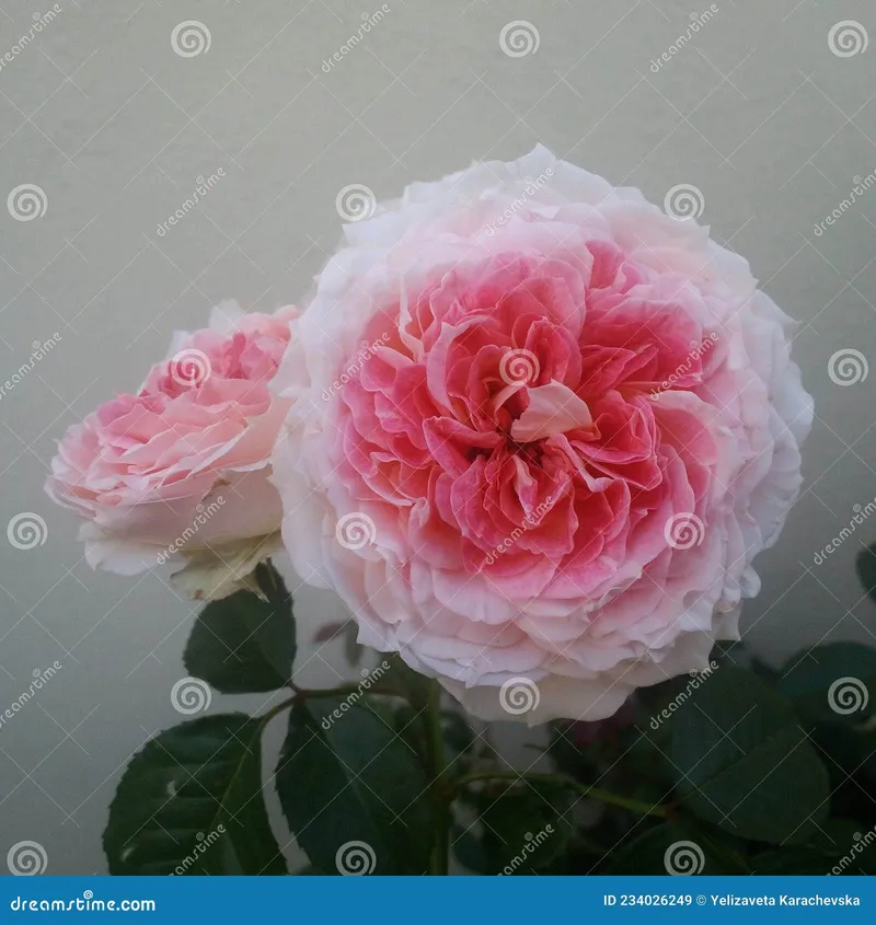 Image Disclosure image beautiful - Beautiful Esar Rose in Full Flower Disclosure in Summer Stock ...