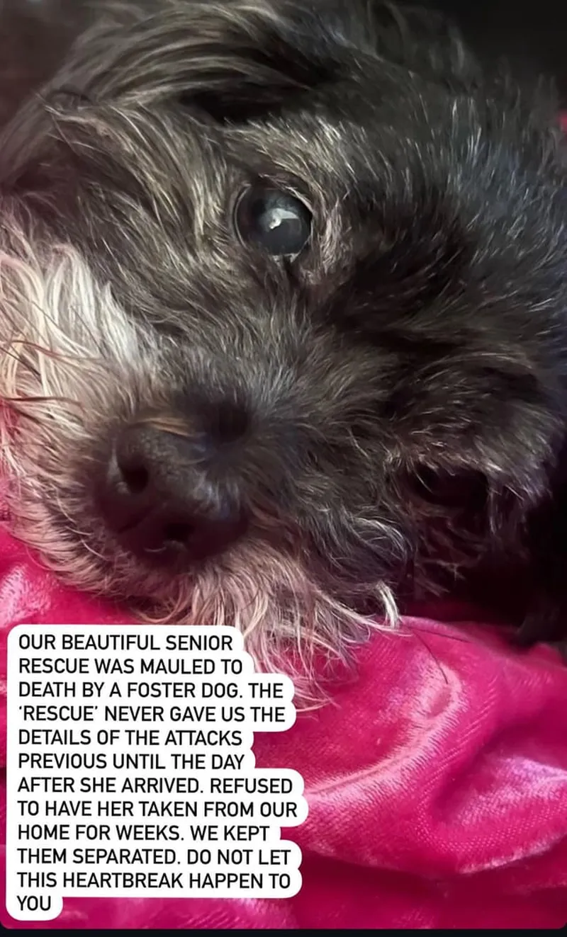 Image Disclosure image beautiful - Foster dog with no disclosure on biting killed our senior adopted ...