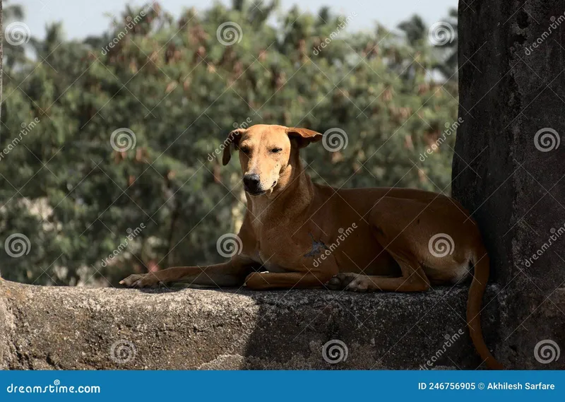 Image Diu - Beach and Fort image beautiful image beautiful image beautiful image beautiful image beautiful image beautiful image beautiful - A Beautiful Adult Indian Brown Domestic Stray Dog Sitting on the ...