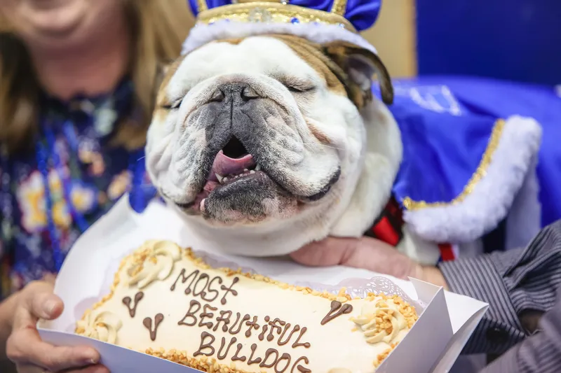 Image Drake image beautiful - Cinderella story unfolds at 39th annual Beautiful Bulldog Contest ...