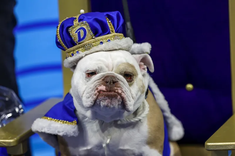 Image Drake image beautiful - Drake University names 44th Annual Beautiful Bulldog Contest ...