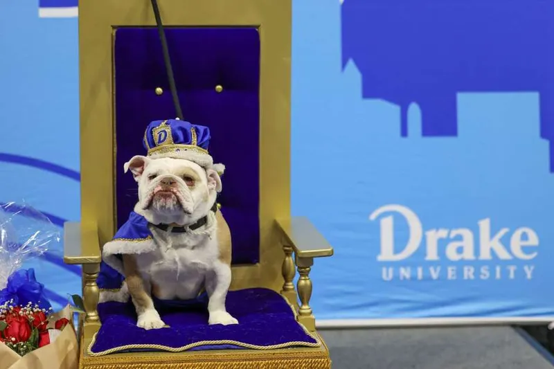 Image Drake image beautiful image beautiful - Drake seeks most 'beautiful bulldog' for relays mascot | The Gazette