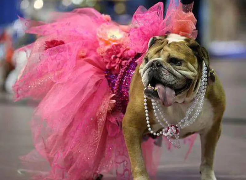 Image Drake image beautiful image beautiful - Beautiful Bulldog Contest sees record registration - Drake ...