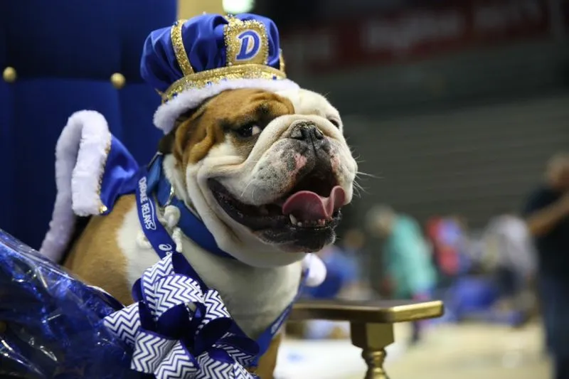 Image Drake image beautiful image beautiful - Sturdy 'Tank' wins 36th Annual Beautiful Bulldog Contest at Drake ...