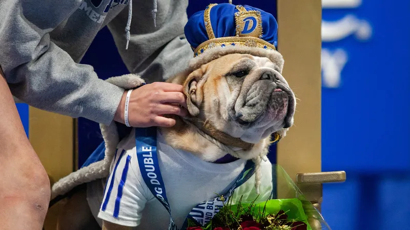 Image Drake image beautiful image beautiful image beautiful - Drake crowns champion in Beautiful Bulldog Contest before Drake Relays