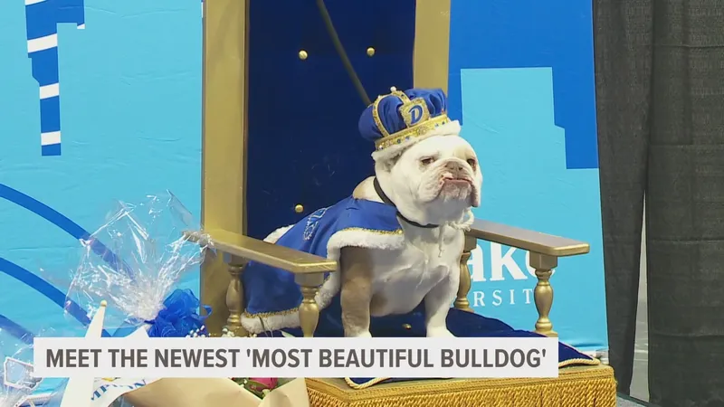 Image Drake image beautiful image beautiful image beautiful - Johnston rescue dog wins 2023 Drake Beautiful Bulldog Contest ...