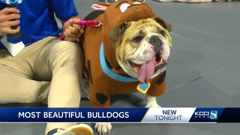 Image Drake image beautiful image beautiful image beautiful image beautiful - Drake University hosts 44th annual Beautiful Bulldog Contest - YouTube