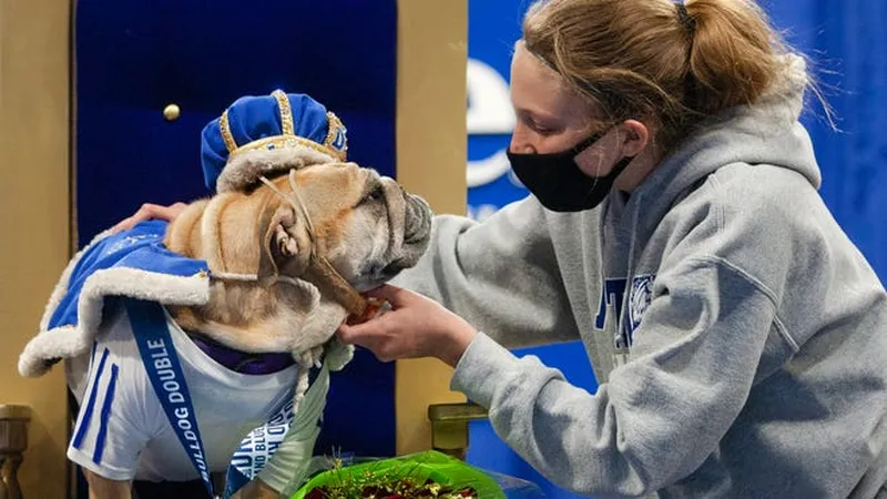 Image Drake image beautiful image beautiful image beautiful image beautiful image beautiful - Drake crowns champion in Beautiful Bulldog Contest before Drake Relays