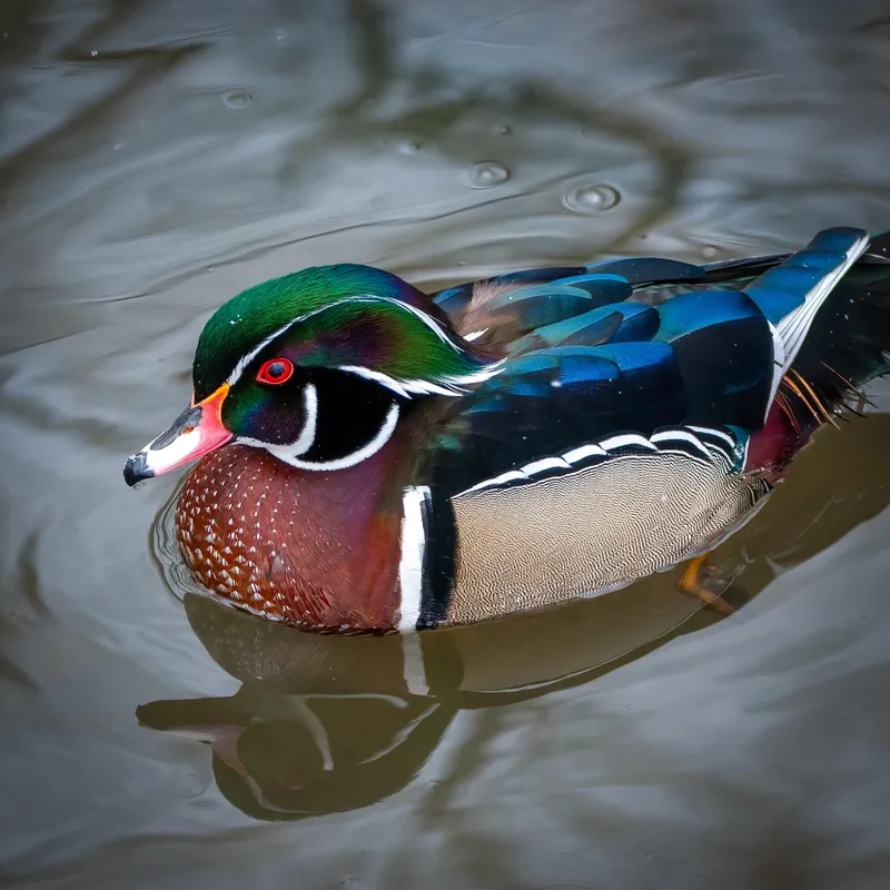 Image Drake image beautiful image beautiful image beautiful image beautiful image beautiful - Wood Duck drake in full breeding plumage. This beauty was just ...