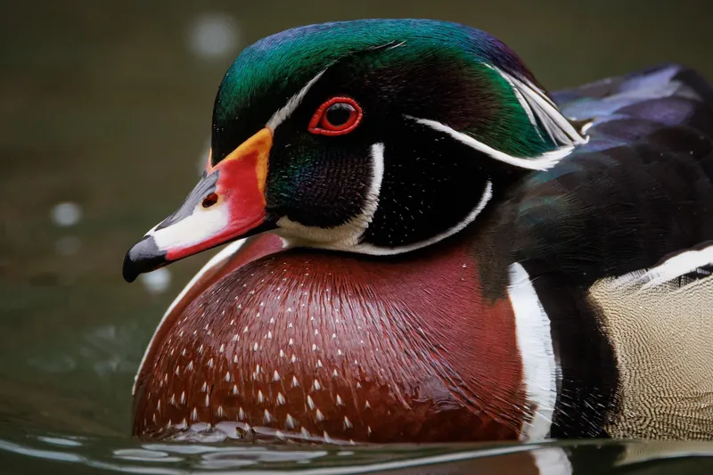 Image Drake image beautiful image beautiful image beautiful image beautiful image beautiful image beautiful image beautiful - Wood ducks are about the most beautiful duck species I can think ...