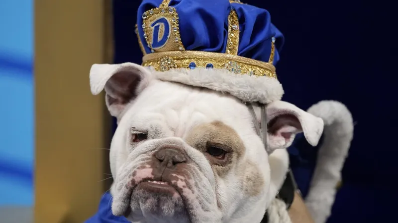 Image Drake image beautiful image beautiful image beautiful image beautiful image beautiful image beautiful image beautiful image beautiful - Patch crowned 'beautiful bulldog' at Drake University event