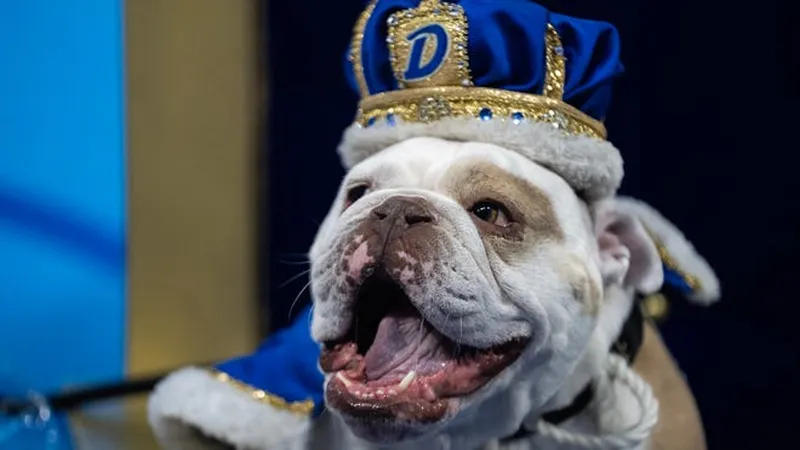 Image Drake image beautiful image beautiful image beautiful image beautiful image beautiful image beautiful image beautiful image beautiful image beautiful image beautiful - Drake Relays crowns 2023 Beautiful Bulldog Champion