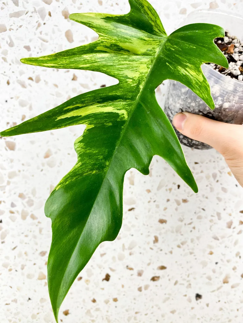 Image Ethan image beautiful image beautiful image beautiful - Philodendron Florida Beauty x Tortum 1 leaf for Ethan (Second Day ...