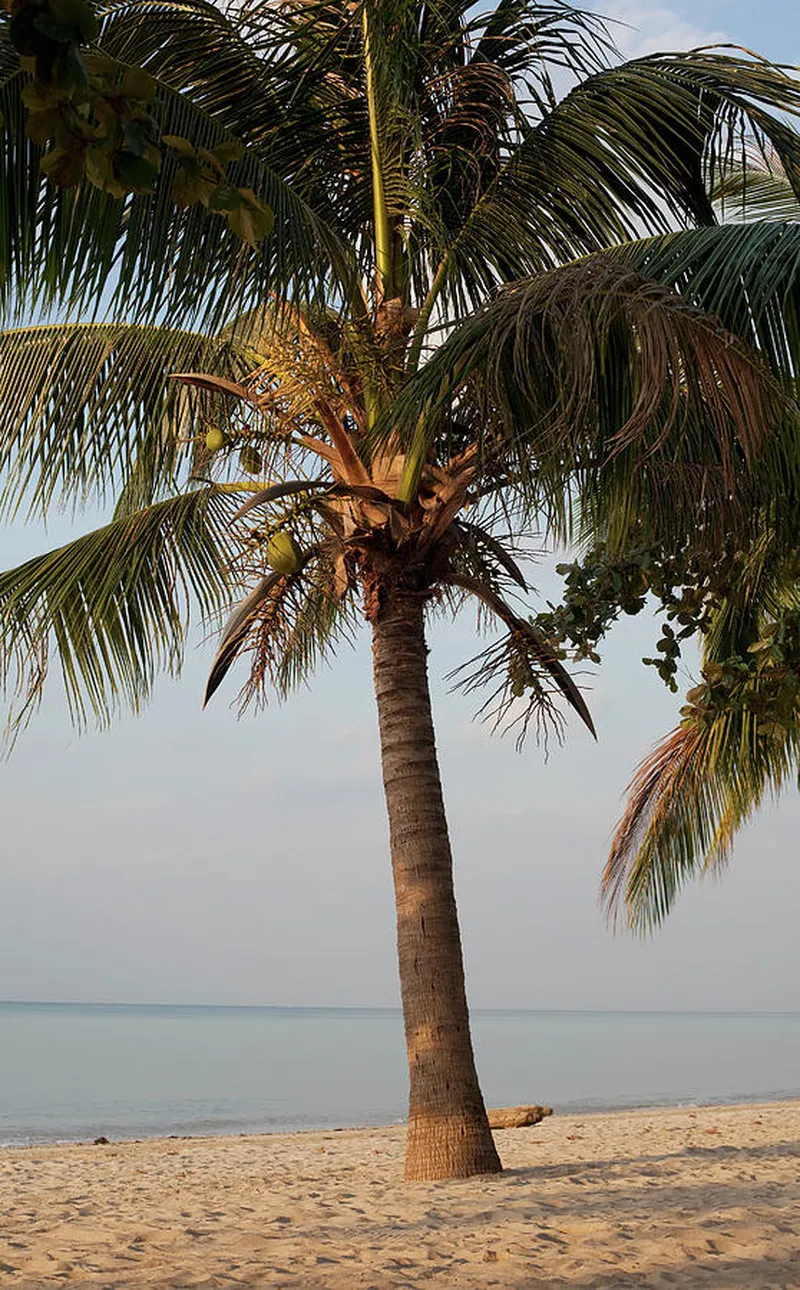 Image Frank image beautiful image beautiful image beautiful image beautiful - Beautiful Palm Tree On The Beach by Frank Rothe