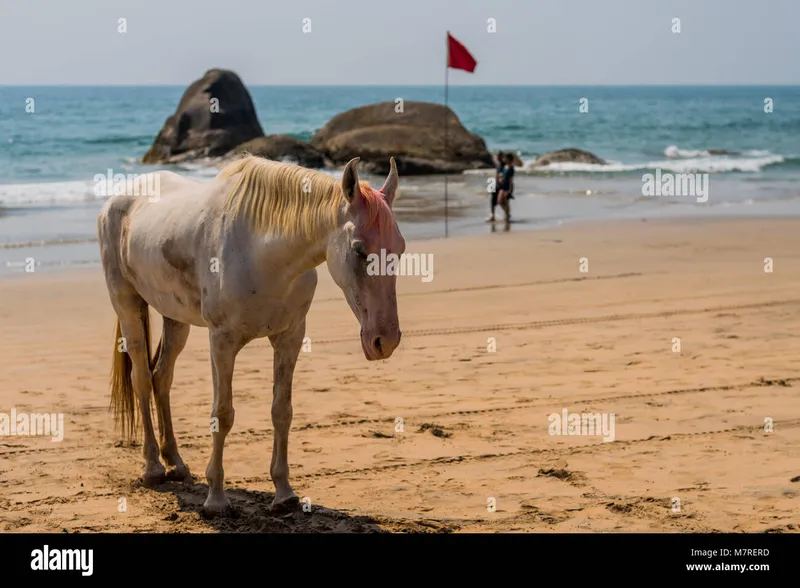 Image Goa - Beaches and Festivals image beautiful - Agonda Beach, Goa/India- March 2 2018: Beautiful Horse smeared by ...