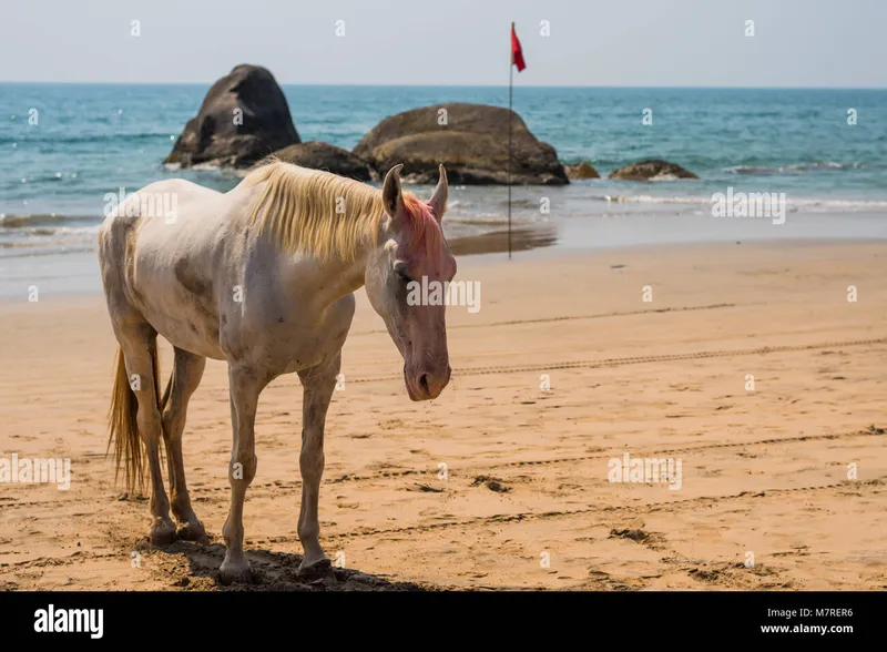 Image Goa - Beaches and Festivals image beautiful image beautiful - Agonda Beach, Goa/India- March 2 2018: Beautiful Horse smeared by ...