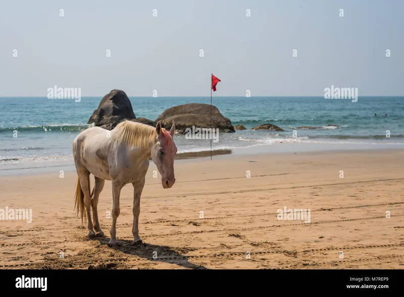 Image Goa - Beaches and Festivals image beautiful image beautiful - Agonda Beach, Goa/India- March 2 2018: Beautiful Horse smeared by ...