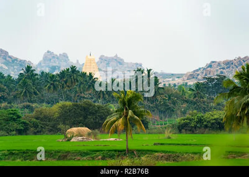 Image Hampi - Virupaksha Temple image beautiful image beautiful image beautiful image beautiful image beautiful image beautiful - Virupaksha temple surrounded by green rice fields and beautiful ...