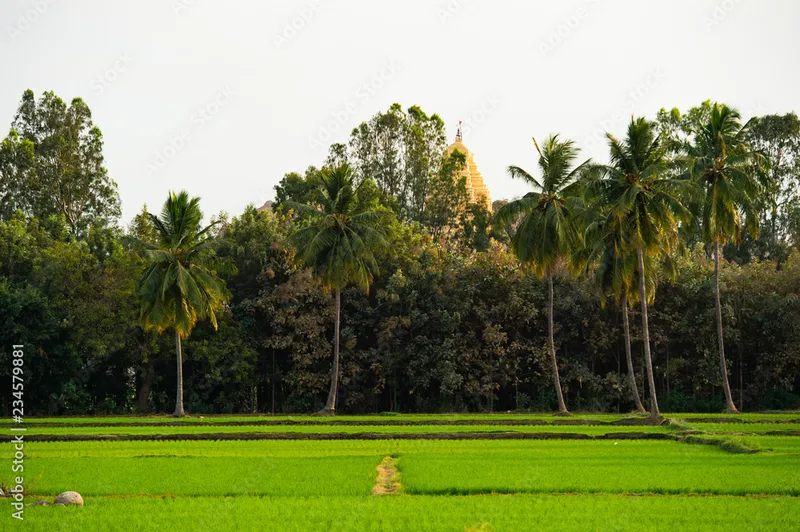 Image Hampi - Virupaksha Temple image beautiful image beautiful image beautiful image beautiful image beautiful image beautiful image beautiful image beautiful - Virupaksha temple surrounded by green rice fields and beautiful ...