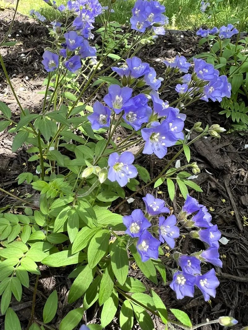 Image Jacob image beautiful image beautiful image beautiful image beautiful image beautiful image beautiful image beautiful - 3rd year Jacob's Ladder is so beautiful! One of my favorite shade ...