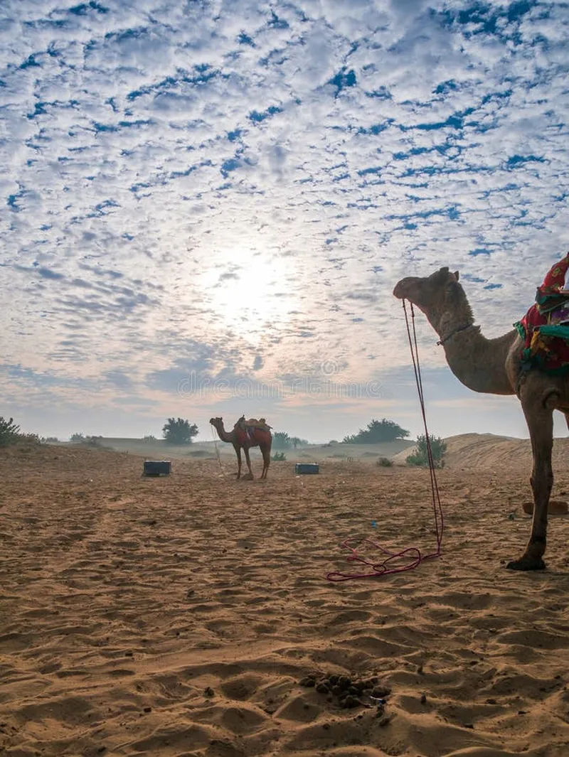 Image Jaisalmer - The Golden City image beautiful image beautiful image beautiful - Camel Ready for Desert Safari with Beautiful Sky at Golden City of ...