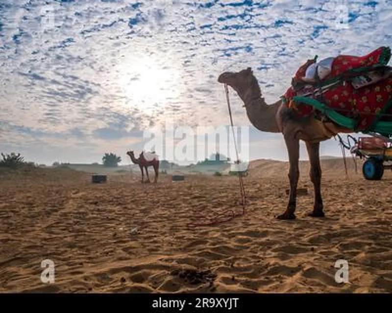 Image Jaisalmer - The Golden City image beautiful image beautiful image beautiful image beautiful image beautiful image beautiful image beautiful image beautiful image beautiful - Camel ready for desert safari with beautiful sky at Golden city of ...