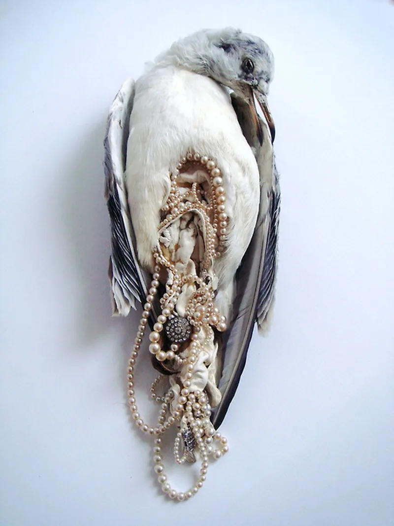 Image Jane image beautiful - Jane Howarth's beautiful bird guts | The Museum of Ridiculously ...