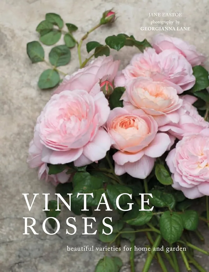 Image Jane image beautiful image beautiful image beautiful image beautiful image beautiful image beautiful - Vintage Roses: Beautiful Varieties for Home and ... - Amazon.com