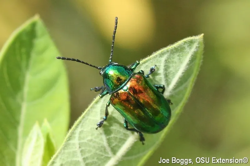 Image Joseph image beautiful image beautiful image beautiful image beautiful image beautiful image beautiful image beautiful image beautiful image beautiful image beautiful - Beautiful Beetles on Dogbane | BYGL