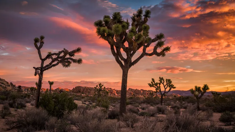 Image Joshua image beautiful - Our Guide for What to Do in Joshua Tree | Condé Nast Traveler