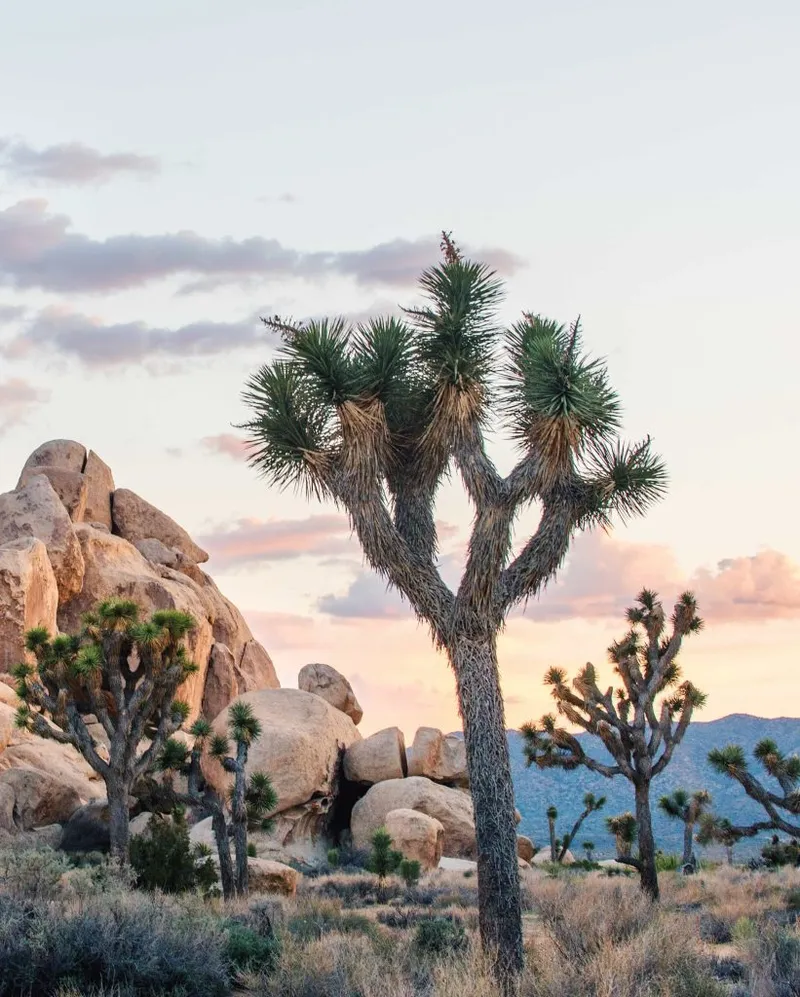 Image Joshua image beautiful - The Unique Beauty of Joshua Tree National Park - Aqua Soleil Hotel ...