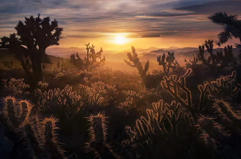 Image Joshua image beautiful image beautiful image beautiful - Beautiful Thorns | Mojave Desert Mountains, California | Marc ...