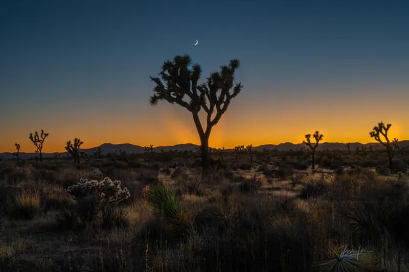 Image Joshua image beautiful image beautiful image beautiful - Joshua Tree Photo Gallery of Landscape and Tree Photography ...