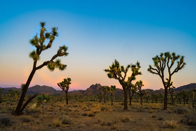 Image Joshua image beautiful image beautiful image beautiful image beautiful - Desert Sunset | Joshua Tree National Park, California | Photos by ...