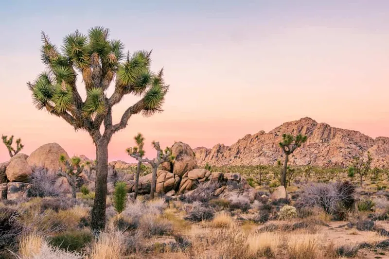 Image Joshua image beautiful image beautiful image beautiful image beautiful - Weekend in Joshua Tree: Your 2 Days in Joshua Tree National Park ...