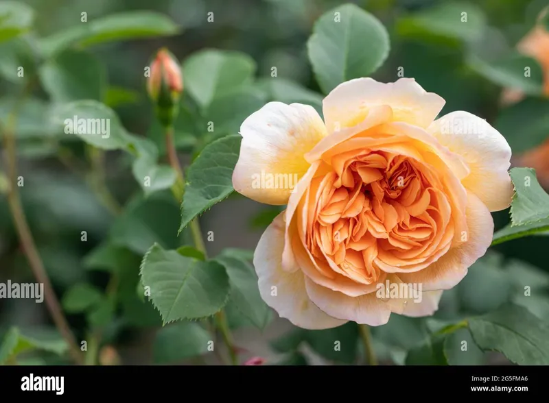 Image Judi Dench image beautiful image beautiful - Close up of an apricot /orange rose called Rosa Dame Judi Dench ...