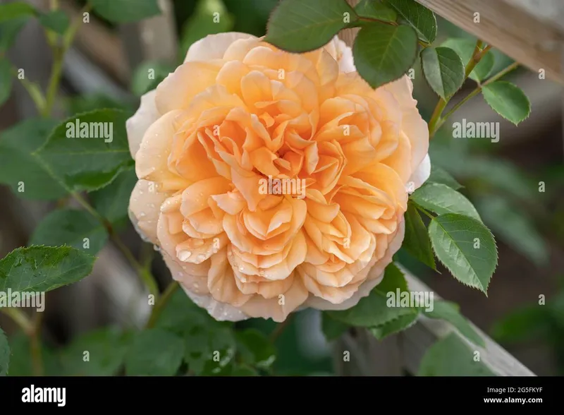 Image Judi Dench image beautiful image beautiful - Close up of an apricot /orange rose called Rosa Dame Judi Dench ...