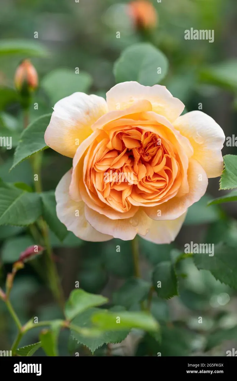 Image Judi Dench image beautiful image beautiful - Close up of an apricot /orange rose called Rosa Dame Judi Dench ...