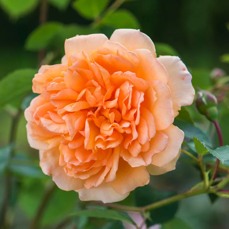 Image Judi Dench image beautiful image beautiful image beautiful - Dame Judi Dench | English Shrub Rose | David Austin Roses