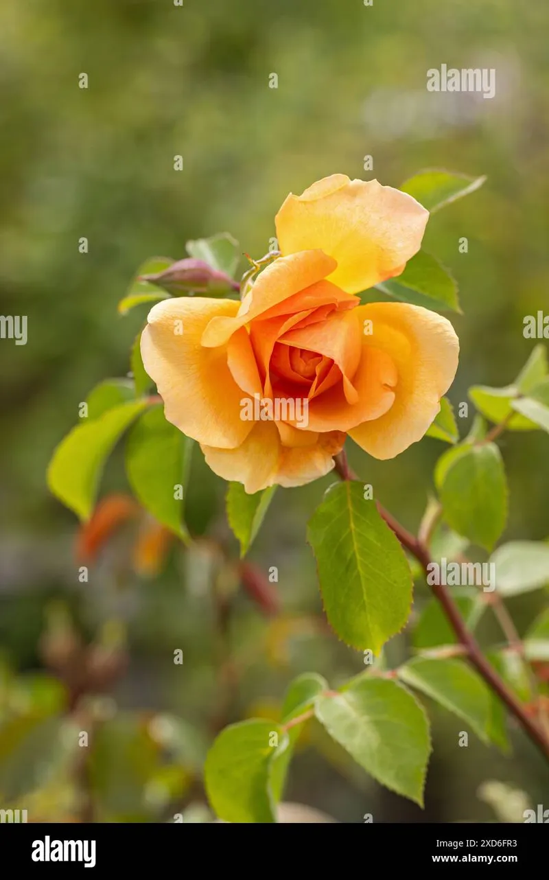 Image Judi Dench image beautiful image beautiful image beautiful image beautiful image beautiful image beautiful image beautiful image beautiful image beautiful - Apricot orange rose hi-res stock photography and images - Alamy