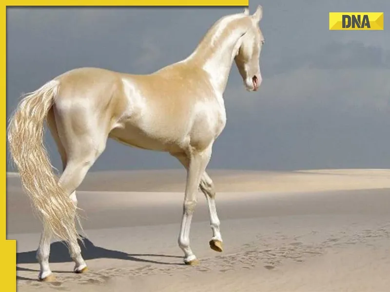 Image Kabir Bedi image beautiful image beautiful image beautiful image beautiful image beautiful image beautiful image beautiful image beautiful - This is world's most beautiful equine, also known as 'Golden Horse ...