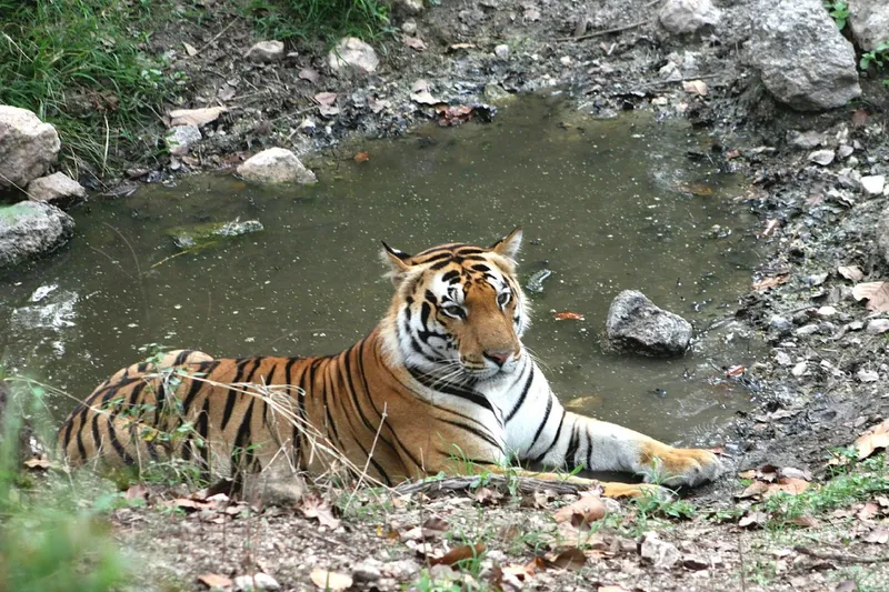 Image Kanha National Park - Tiger Reserve image beautiful - Kanha National Park - All You Need to Know BEFORE You Go (2024)