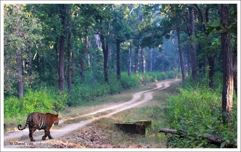 80+ most beautiful images in Kanha National Park – Tiger Reserve India