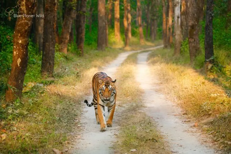 Image Kanha National Park - Tiger Reserve image beautiful - Tiger Sighting at Kanha - Review of Kanha National Park, Mandla ...